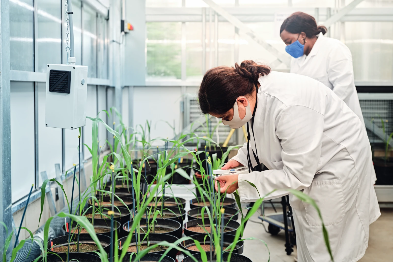 Students in lab coats and masks examine plants in a greenhouse